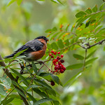 Bullfinch