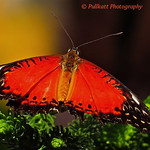 Free butterflies / Papillons en libert&eacute; 12