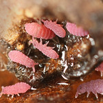 Brachystomella parvula