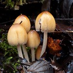 Glistening Inkcap