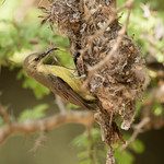 Beautiful Sunbird - Cinnyris pulchellus