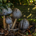A group of mushrooms