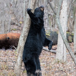 Black Bear
