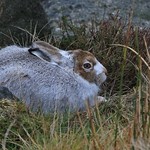 Mountain Hare (Lepus timidus)