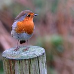 103 of Year 5 - Robin