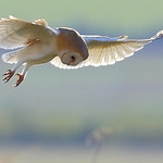 Barn Owl ( Tyto alba) Hunting Cranbourne Chase.