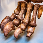 Big Foot 348 of 365 (Year 5)