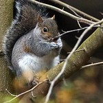 Grey Squirrel (Botanic Gardens Edinburgh)