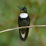 collared inca