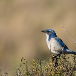 Western Scrub-Jay