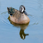 Blue Winged Teal -Anas discors- Green Cay, Delray, Florida.