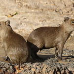 Capybaras