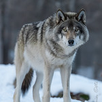 Loup gris / Gray Wolf [Canis lupus]