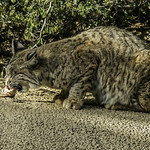 dinner is served - desert rat