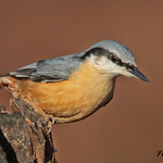NUTHATCH // SITTA EUROPAEA (14cm)
