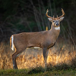 Male Deer