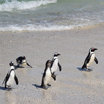 Penguins - Boulders beach