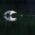 Ring-billed Gull skimming over the lake