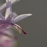 Detail van een 34-jarige lidcactus 4.