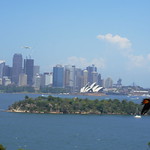 Red-tailed Black Cockatoo over Sydney