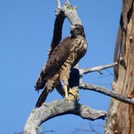 Brown Goshawk - juvenile