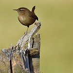 Wren (Troglodytes Troglodytes)