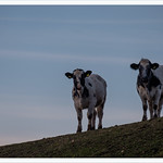 Osservato dai bovini