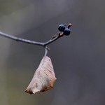 Before the Snow Fell