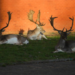 Some more urban deer