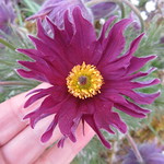 PULSATILLA VULGARIS GRANDIS PAPAGENO 16-Apr-17 3-41-42 PM