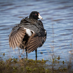 American Coot (Fulica americana)