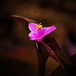 Pink Flower Spiderwort ( Tradescantia pallida )
