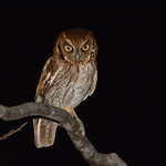 Corujinha-do-mato (Megascops choliba) - Tropical Screech-Owl