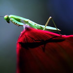 Mantis