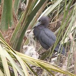 Little Blue Heron and Young