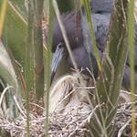Little Blue Heron and Nest