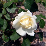 white rose