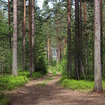Forest path