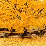 Golden Maple and Fence