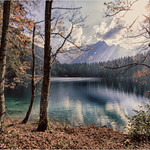 La foresta incantata.