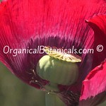 OrganicalBotanicals | Somniferum Poppy Pics 2015 Part II