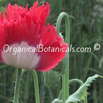 Danish-Flag-Papaver-Somniferum-Poppies-3