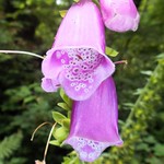 Fox Glove