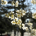 Backlit Blossoms