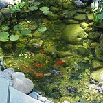 Our second koi pond - 2000-9
