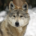Cincinnati Zoo ... More assorted wolf portrait's