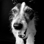 Black & White Moxie 11/52