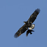 Bald eagle sub-adult harrassed by American crow