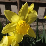 Daffodil