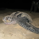 Leatherback turtle